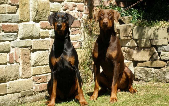 Two Doberman Pinschers sitting by a stone wall