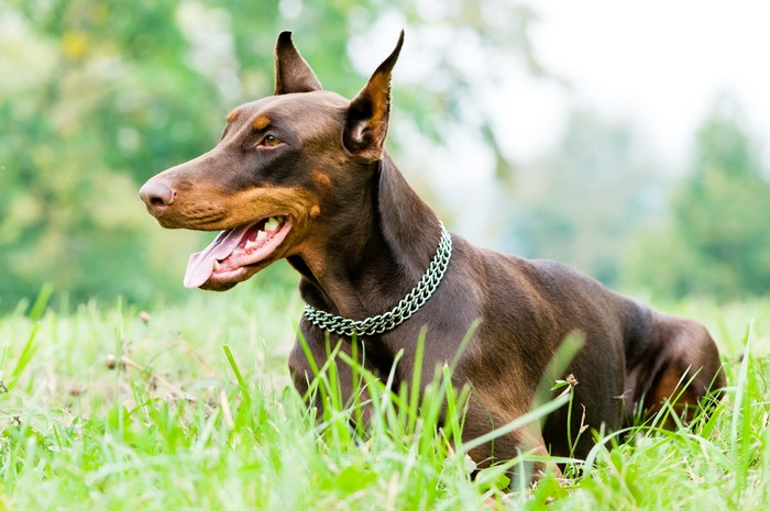 Brown Doberman Pinscher with Chain Collar in Grass