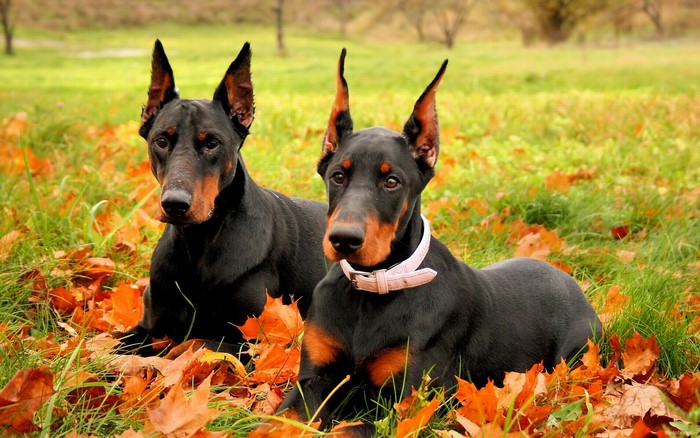 Two Doberman Pinschers in Autumn Leaves