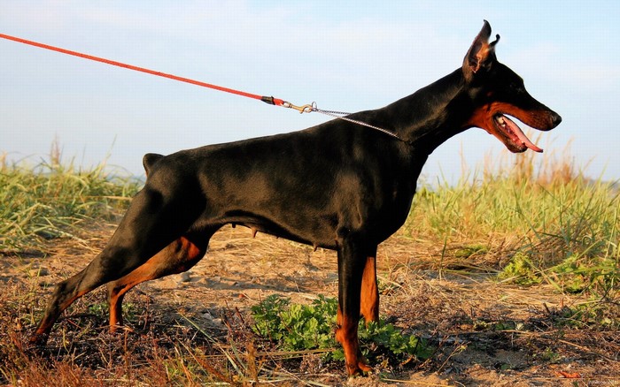 Black Doberman Pinscher on a leash outdoors