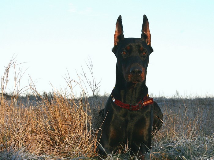 Black Doberman Pinscher sitting in dry grass