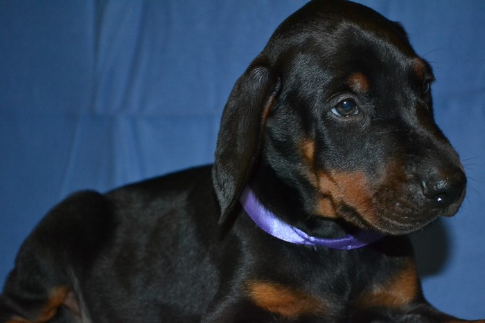 Black Doberman Pinscher Puppy with Purple Collar