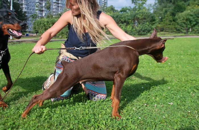 Woman with Doberman Pinschers on Grass