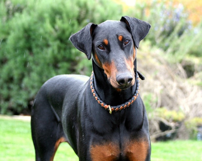 Doberman Pinscher with a braided collar