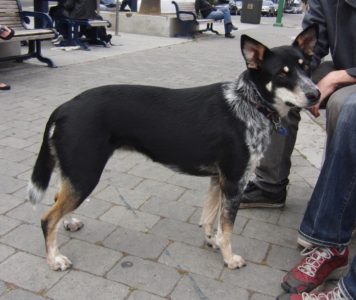 Black and tan dog standing on a brick sidewalk