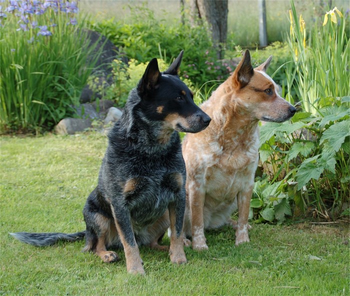 Two Australian Cattle Dogs sitting on grass