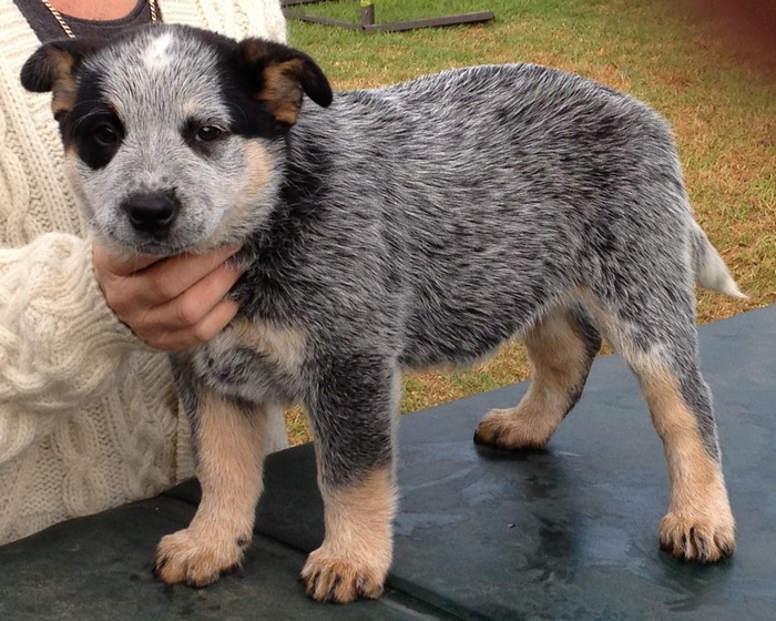 Australian Cattle Dog puppy held by a person