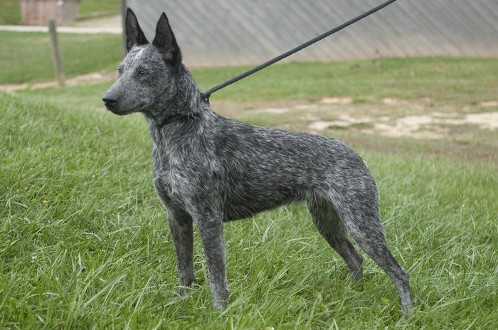 Blue Heeler dog standing on grass