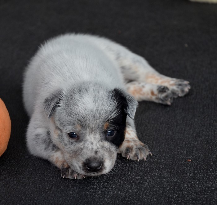 Puppy of Australian Cattle Dog breed