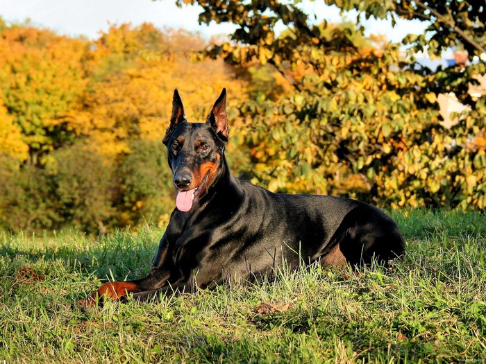 Black Doberman Pinscher lying in grass with autumn trees