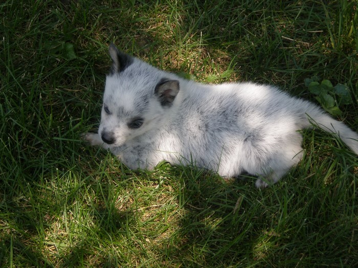 Australian Cattle Dog puppy lying in green grass