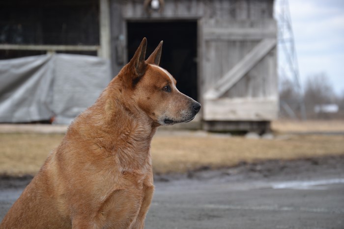 Red Heeler dog sitting in front of a barn