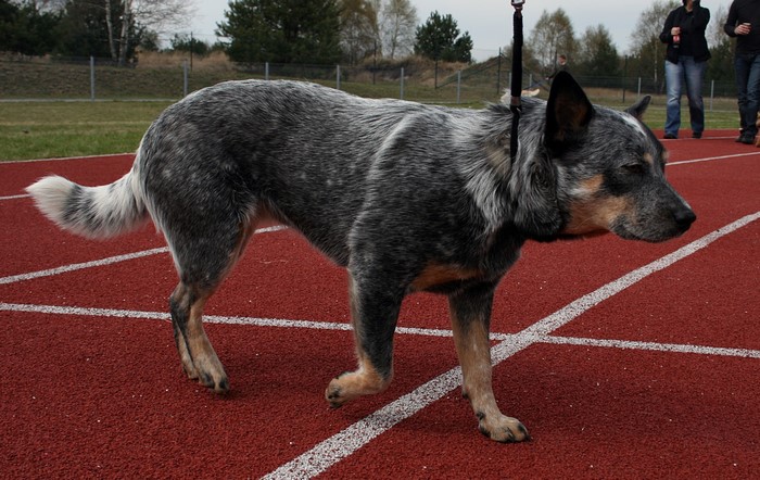 Australian Cattle Dog on a running track