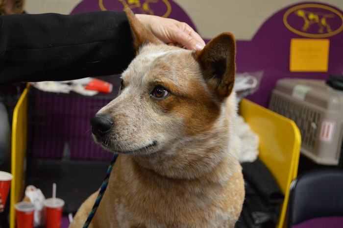 Australian Cattle Dog being petted