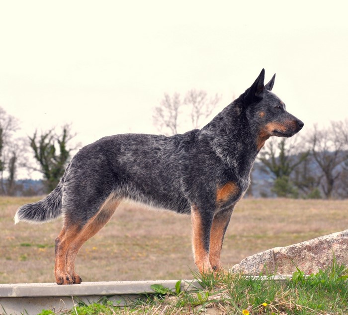 Australian Cattle Dog standing outdoors