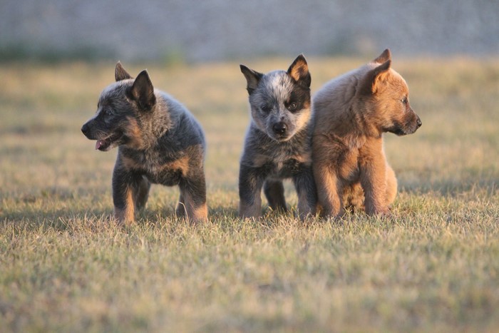 Three Australian Cattle Dog Puppies in Field