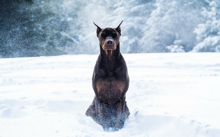Doberman Pinscher sitting in the snow