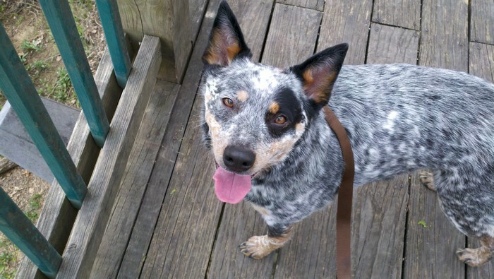 Australian Cattle Dog on a wooden deck