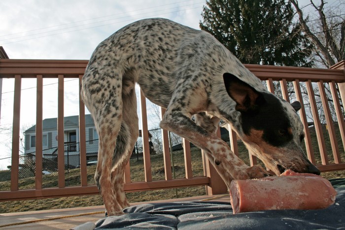 Australian Cattle Dog eating raw meat on deck
