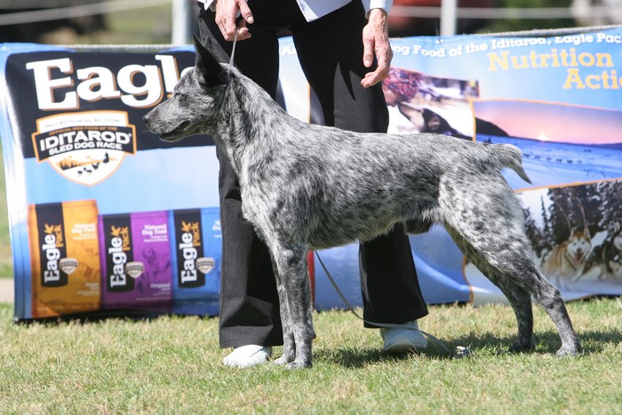 Australian Cattle Dog at Eagle Pack Iditarod Sled Dog Race event