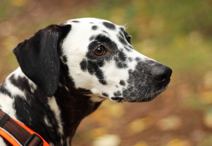 Dalmatian dog with black spots