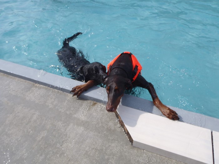 Two Doberman Pinschers swimming in a pool
