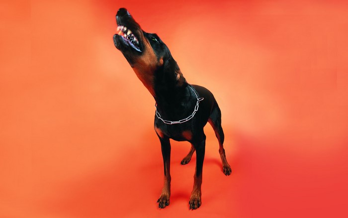 Doberman Pinscher barking with bared teeth