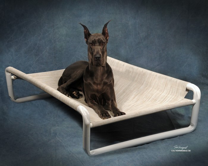 Great Dane dog on a raised pet bed