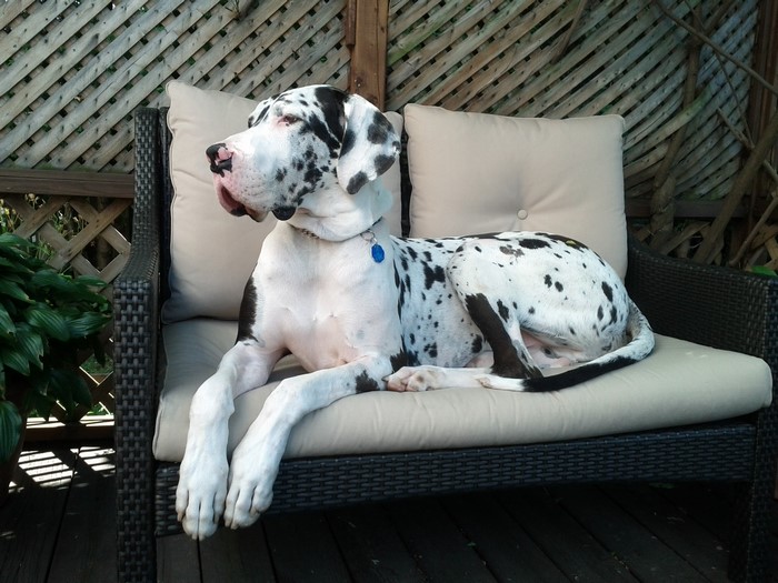 Harlequin Great Dane dog resting on an armchair