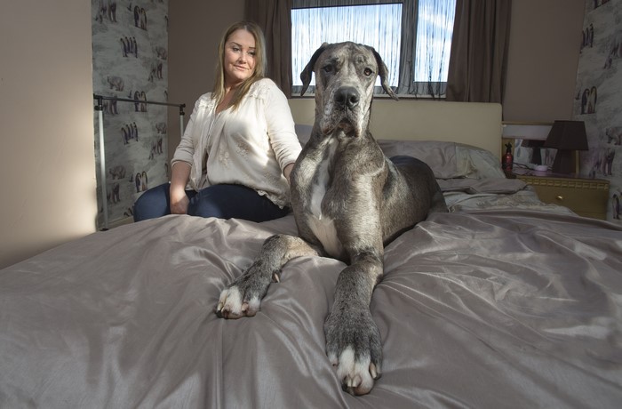 Woman and Great Dane on a Bed