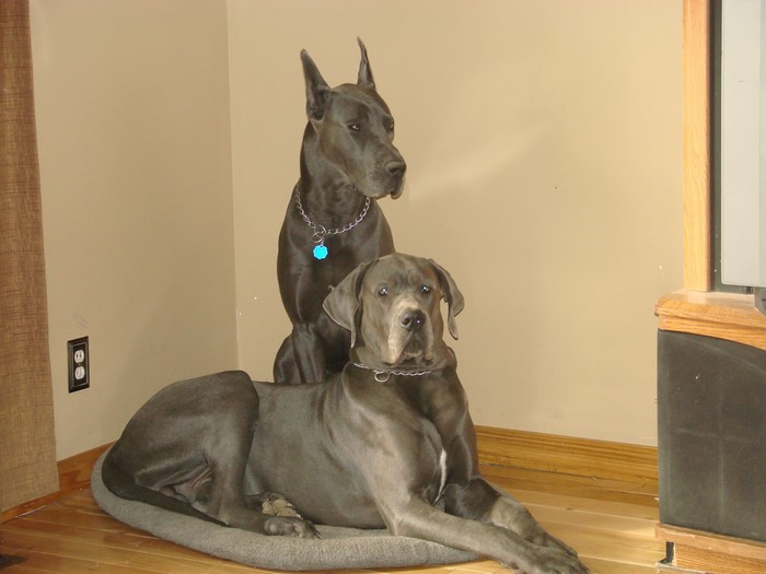 Two Great Danes sitting indoors
