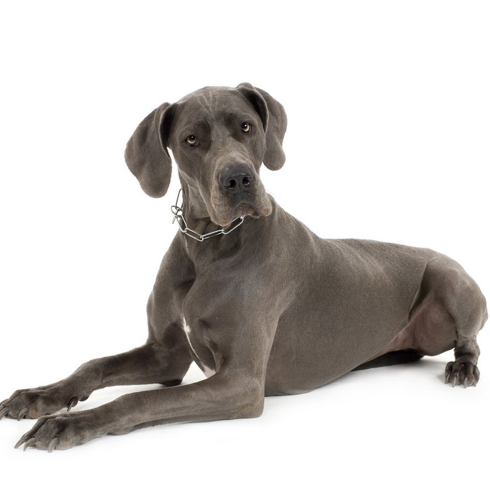 A Great Dane dog lying down