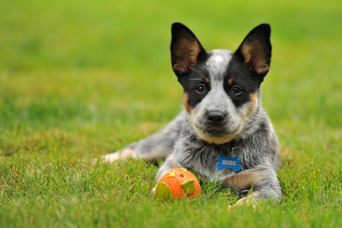 Australian Cattle Dog puppy with a ball on grass