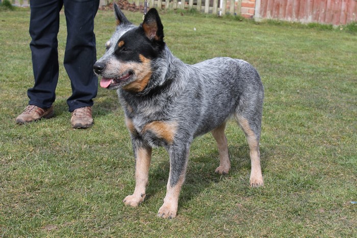 Australian Cattle Dog on Grass
