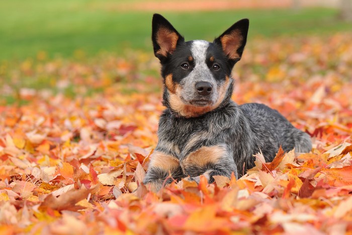 Australian Cattle Dog puppy lying in autumn leaves