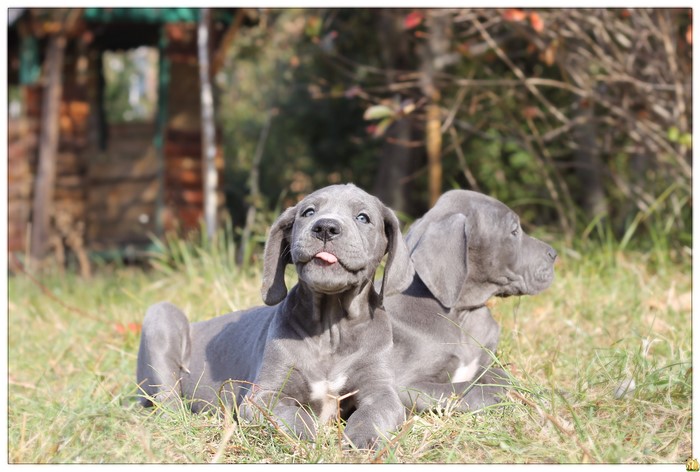 Two Great Dane Puppies Outdoors