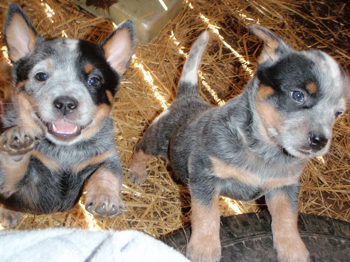 Two Australian Cattle Dog puppies in hay