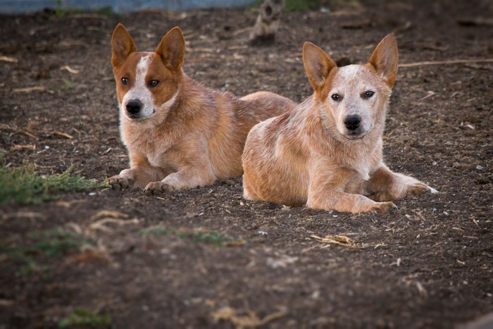 Two Australian Cattle Dogs Lying on the Ground
