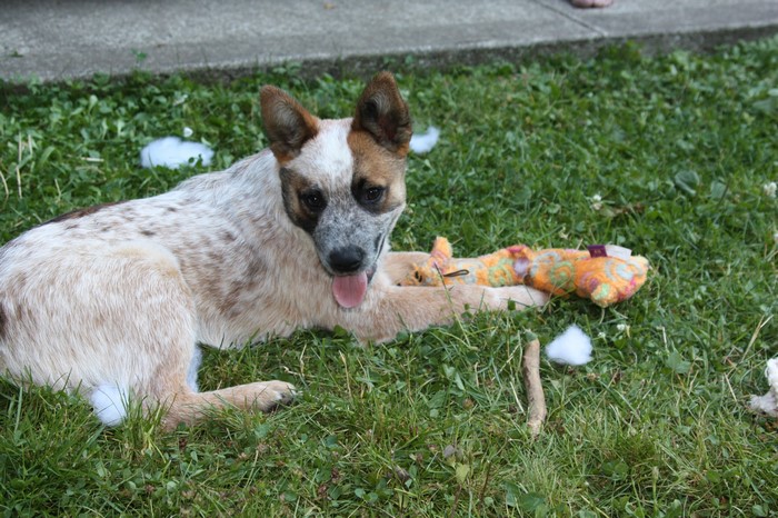Australian Cattle Dog puppy with a destroyed toy
