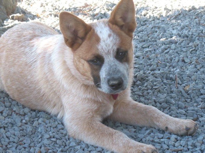 Red Heeler puppy lying on gravel