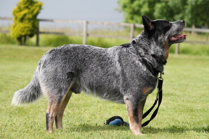 Australian Cattle Dog standing on grass