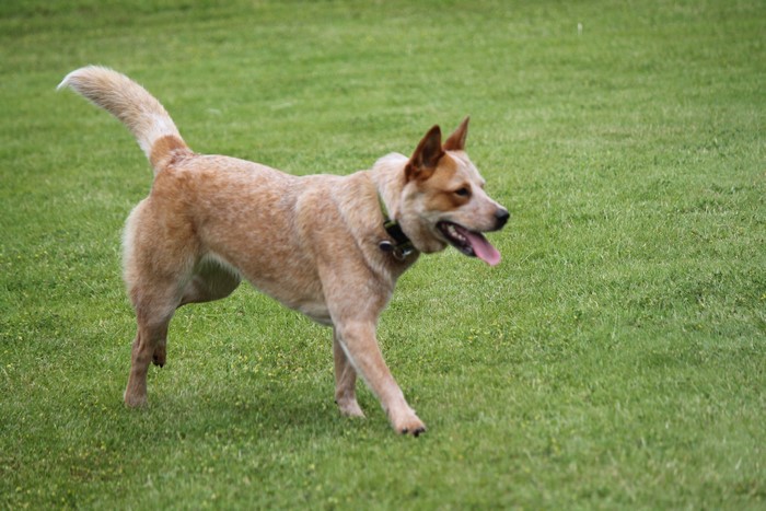 Australian Cattle Dog on Grass