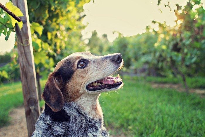 Dog looking up in a vineyard