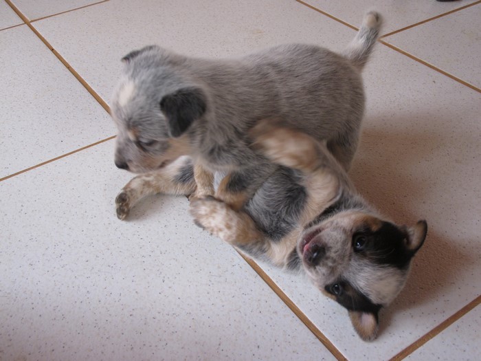 Two Australian Cattle Dog Puppies Playing on Tile Floor