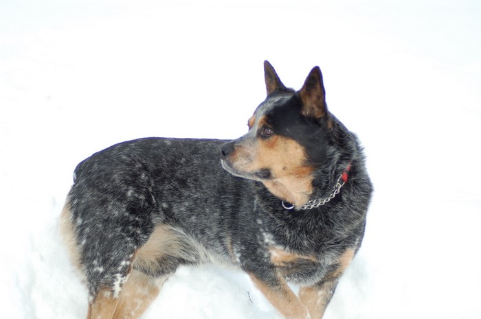 Australian Cattle Dog in Snow