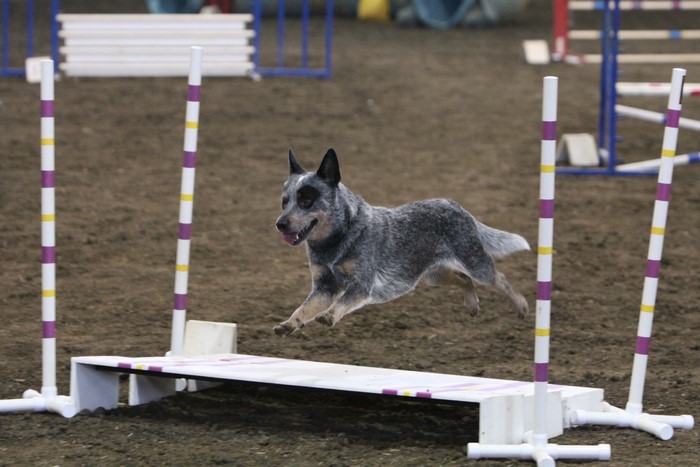 Australian Cattle Dog jumping over agility equipment