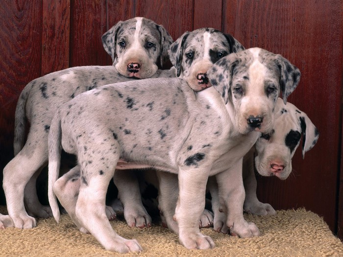 Adorable Great Dane Puppies Together