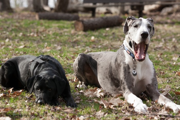 Two Dogs, Great Dane and Black Dog, in Grass