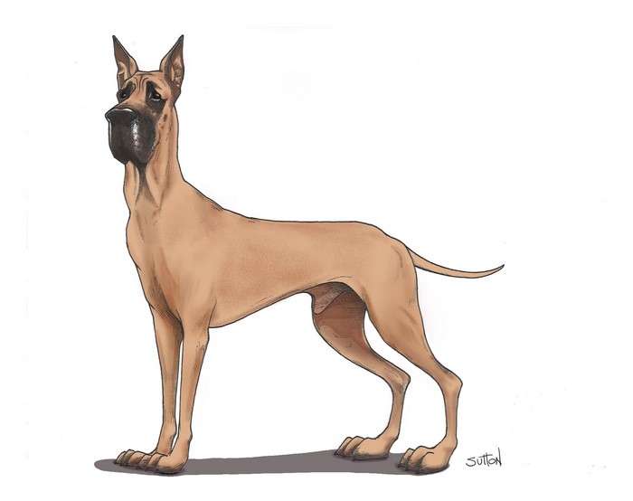 Great Dane dog painting by Sutton