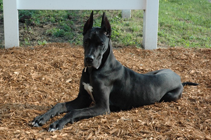 Black Great Dane lying on wood chips